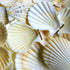 Creamy beige scallop shells 1 kg